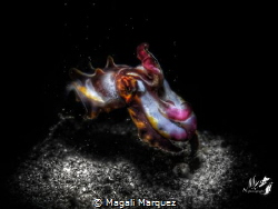 Black white and color 
Flamboyant cuttlefish(metasepia P... by Magali Marquez 
